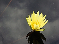 272 Longwood Gardens [2008 August 23]